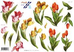 Tulips - 821584