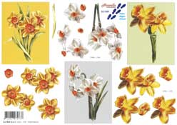 Yellow And White Daffils - 821589