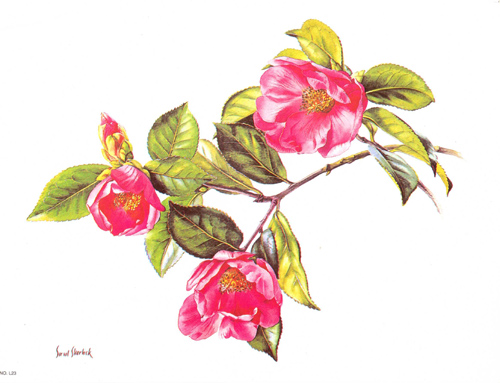 Pink Roses Size 8 x 6 - 869