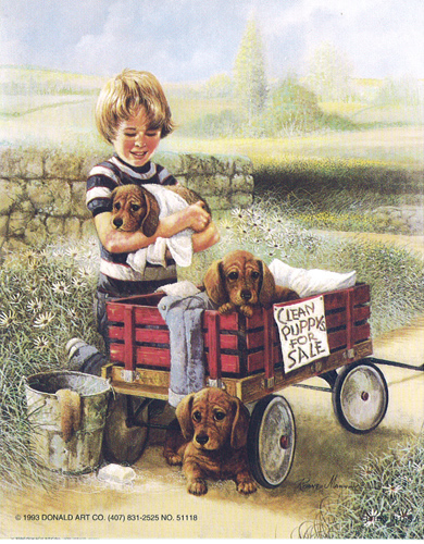 Little Boys Clean Puppies For Sale 5 x 4 - C0027