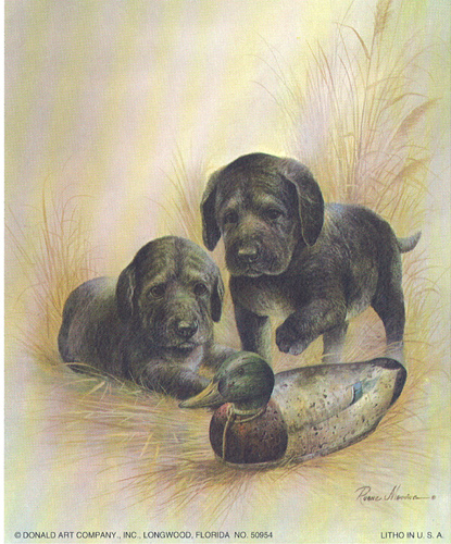 Black Lab Pups 5 x 4 - C0036