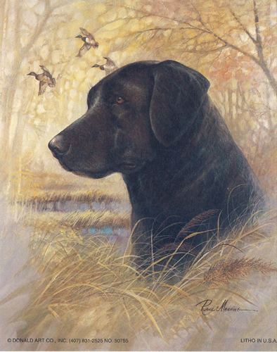Black Lab Dogs 5 x 4 - C0041
