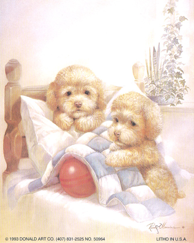 Poodle Pups Dogs 5 x 4 - C0046