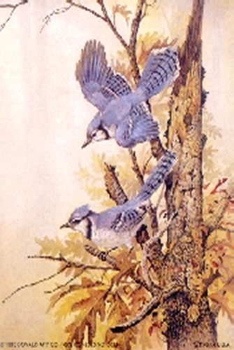 Graceful Sentinel 5 x 4 - C0065