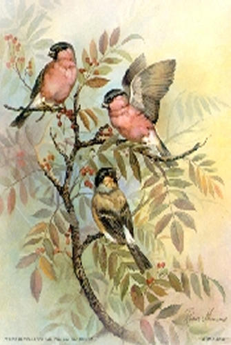 Bullfinch Birds 5 x 4 - C0066