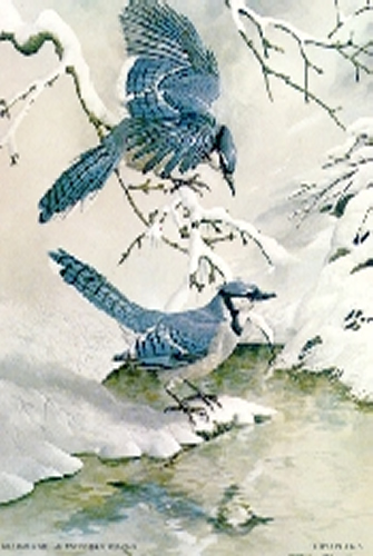 Birds in Snow 5 x 4 - C0067