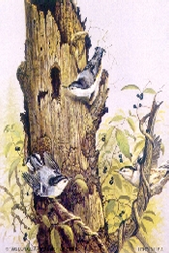 Blue Tits Birds 5 x 4 - C0068