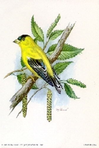 Bird Singing 5 x 4 - C0069