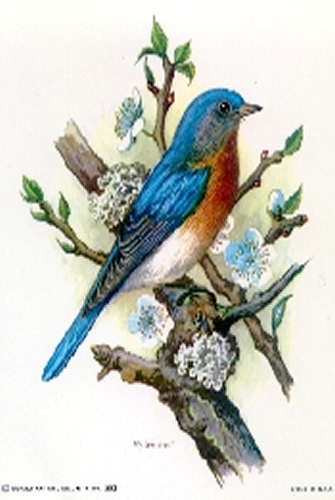 Song Bird 2 5 x 4 - C0070