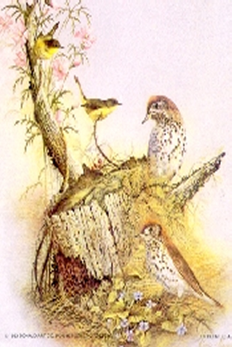 Woodland Songster Bird 5 x 4 - C0071