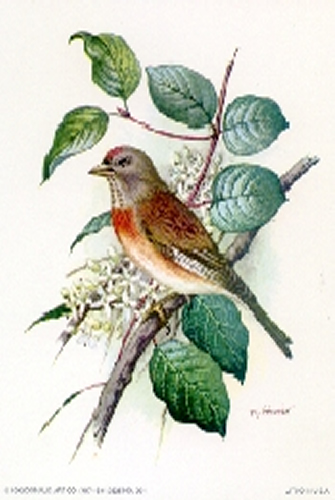 Song Bird 3 5 x 4 - C0072