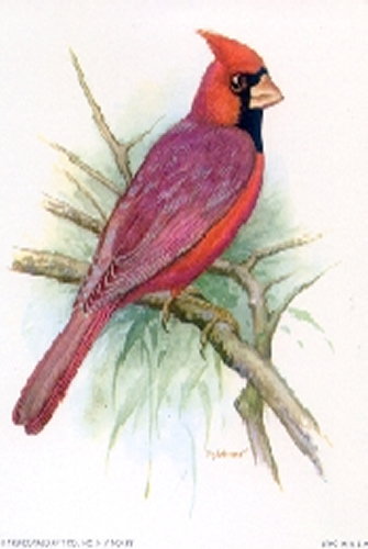 Song Bird 4 5 x 4 - C0073