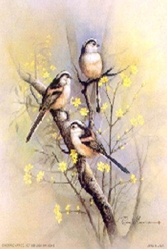 Long Tailed Tit Birds 5 x 4 - C0074