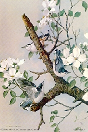 Long Tailed Tit Bird 5 x 4 - C0075