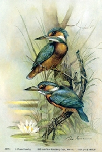 Kingfisher Bird 5 x 4 - C0076