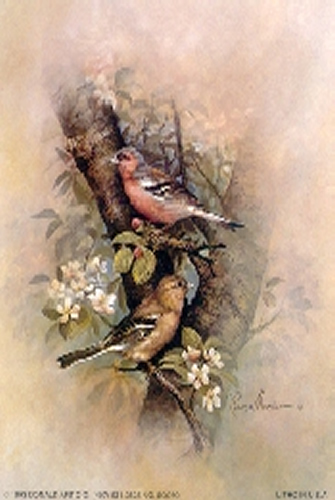 Chaffinch Bird 5 x 4 - C0077