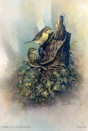 Chiffchaff Bird 5 x 4 - C0079