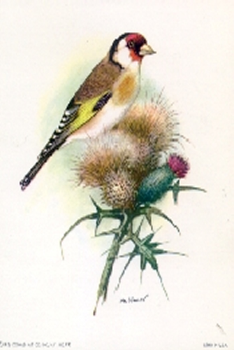 Song Bird 5 5 x 4 - C0080