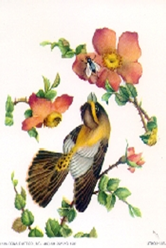 Birds 2A 5 x 4 - C0082