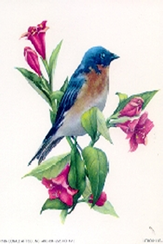 Birds 3A 5 x 4 - C0083