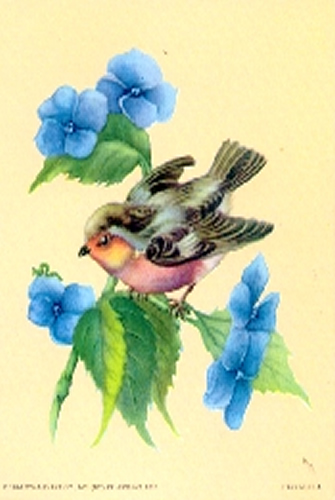 Birds 4A 5 x 4 - C0084