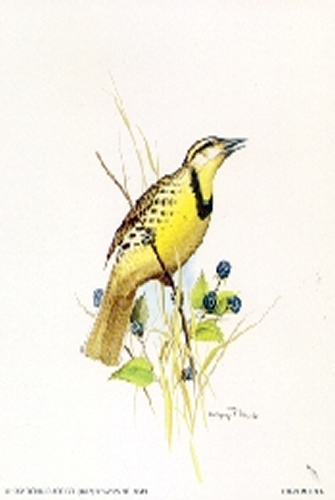 Birds B 5 x 4 - C0086