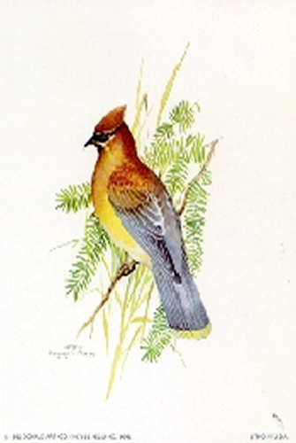 Bird C 5 x 4 - C0087