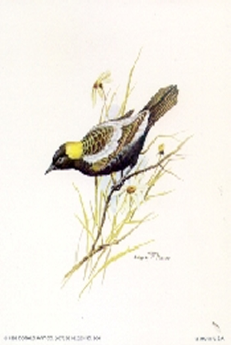 Birds D 5 x 4 - C0088