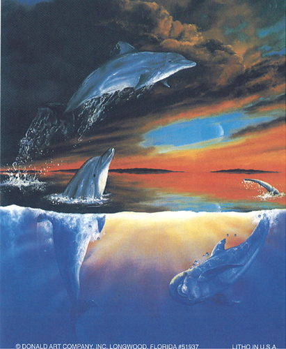 Dolphin Trio 5 x 3 - C0091