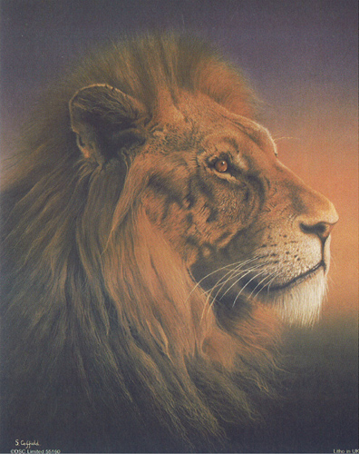 Lion 5 x 3 - C0096