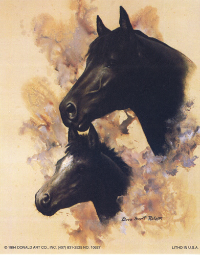 Horse Portrait 111 Size 5 x 4 - C0104
