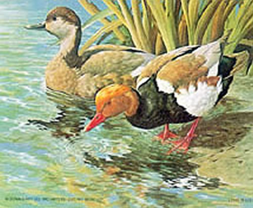 Red Creasted Pochard 4 x 5 - C0152