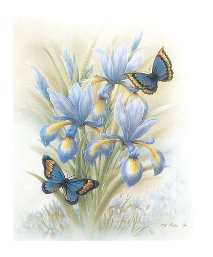 Butterfly and Iries 5 x 6 - C0201