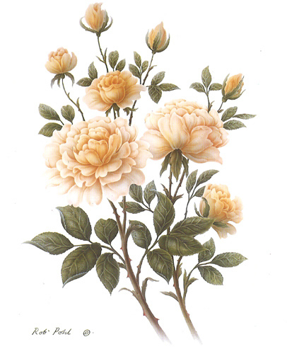 Wild Rose 1 5 x 6 - C0213