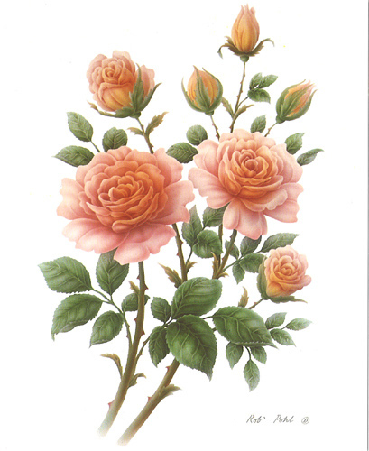 Wild Rose 2 5 x 6 - C0214