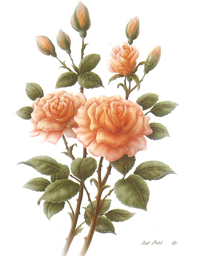 Wild Rose 3 5 x 6 - C0215