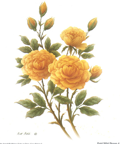 Wild Rose 4 5 x 6 - C0216