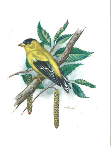 Song Bird Size 8 x 6 - C0434