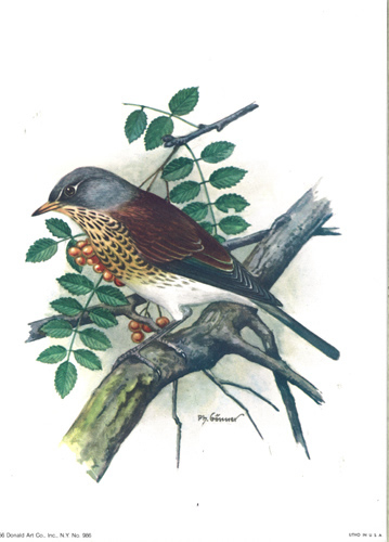 Songbird 998 Size 8 x 6 - C0437