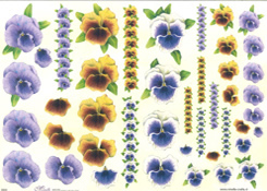 Pansies and borders - E602