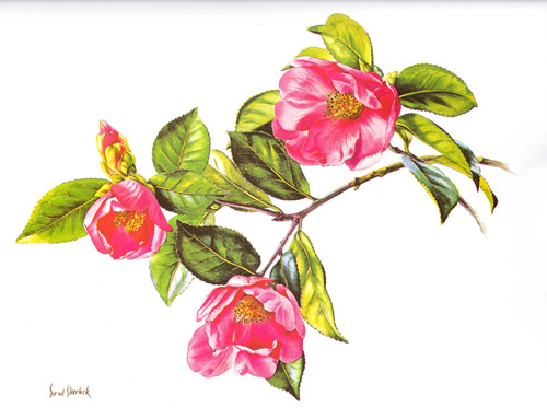 Camellia print size 9 x 11 - H209