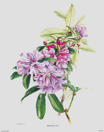 Rhododendron Ririei 10 x 8 - P8F