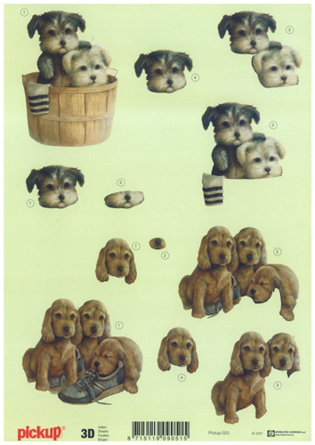 Pups - PU023
