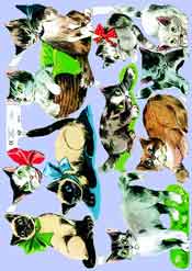 Cats - S1612