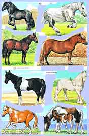 Horses x 8 - S1665