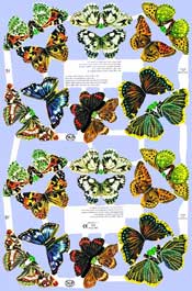 Butterflies - S811
