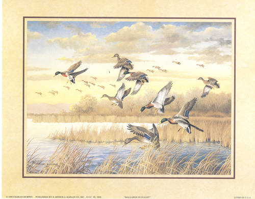 Mallards 9826 Prints Size 10 x 8 - 2089