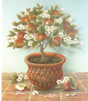 Apple Fruit Trees - 013