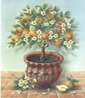 Pear Fruit Tree - 015