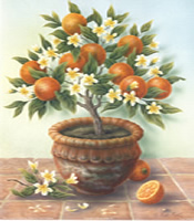 Orange Fruit Tree - 016